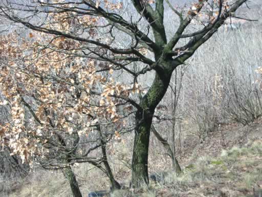 Szentendre - Eladott/Kiadott - Üdülőöv. telek