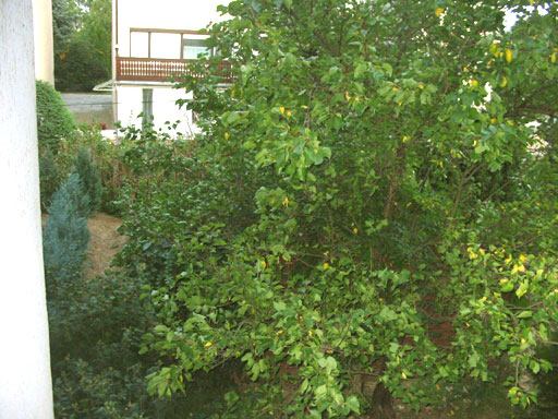 Dunabogdány - Eladott/Kiadott - Sorház