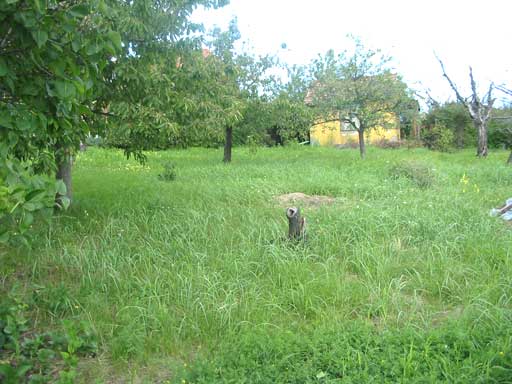 Szentendre - Törölt - Üdülőöv. telek