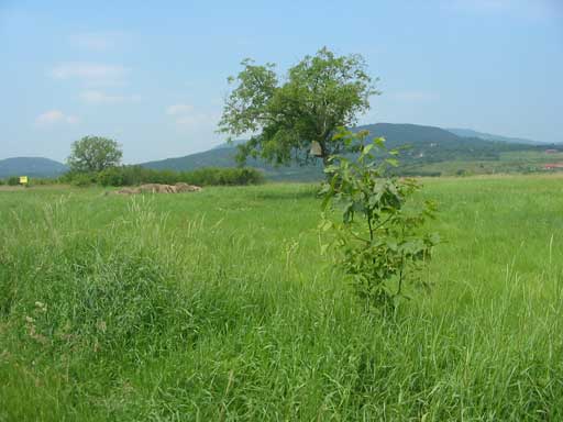 Szentendre - Törölt - Lakóöv. telek