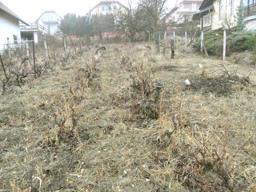 Budakal�sz - Elad� - Lak��v. telek
