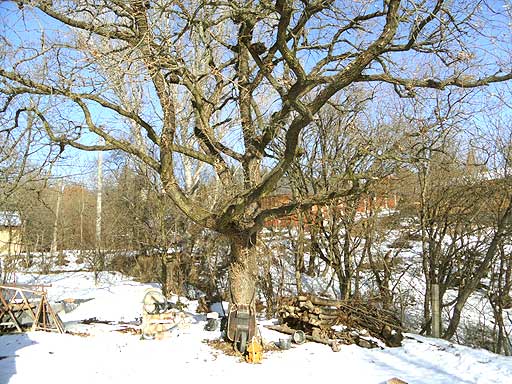 Szentendre - Eladott/Kiadott - Családiház