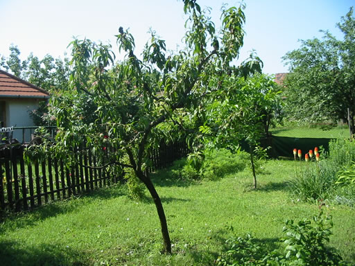 Szentendre - Felfüggesztve - Családiház