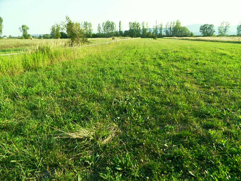 Szentendre - Felfüggesztve - Szántóföld